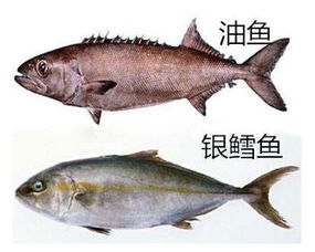 水鳕鱼和鳕鱼有区别吗（水鳕鱼是不是鳕鱼）,水鳕鱼和鳕鱼有区别吗（水鳕鱼是不是鳕鱼）,第2张